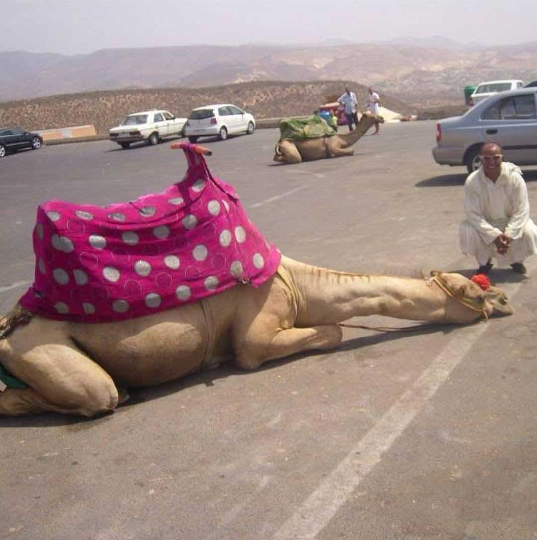 Camel Ride + Barbecue Dinner