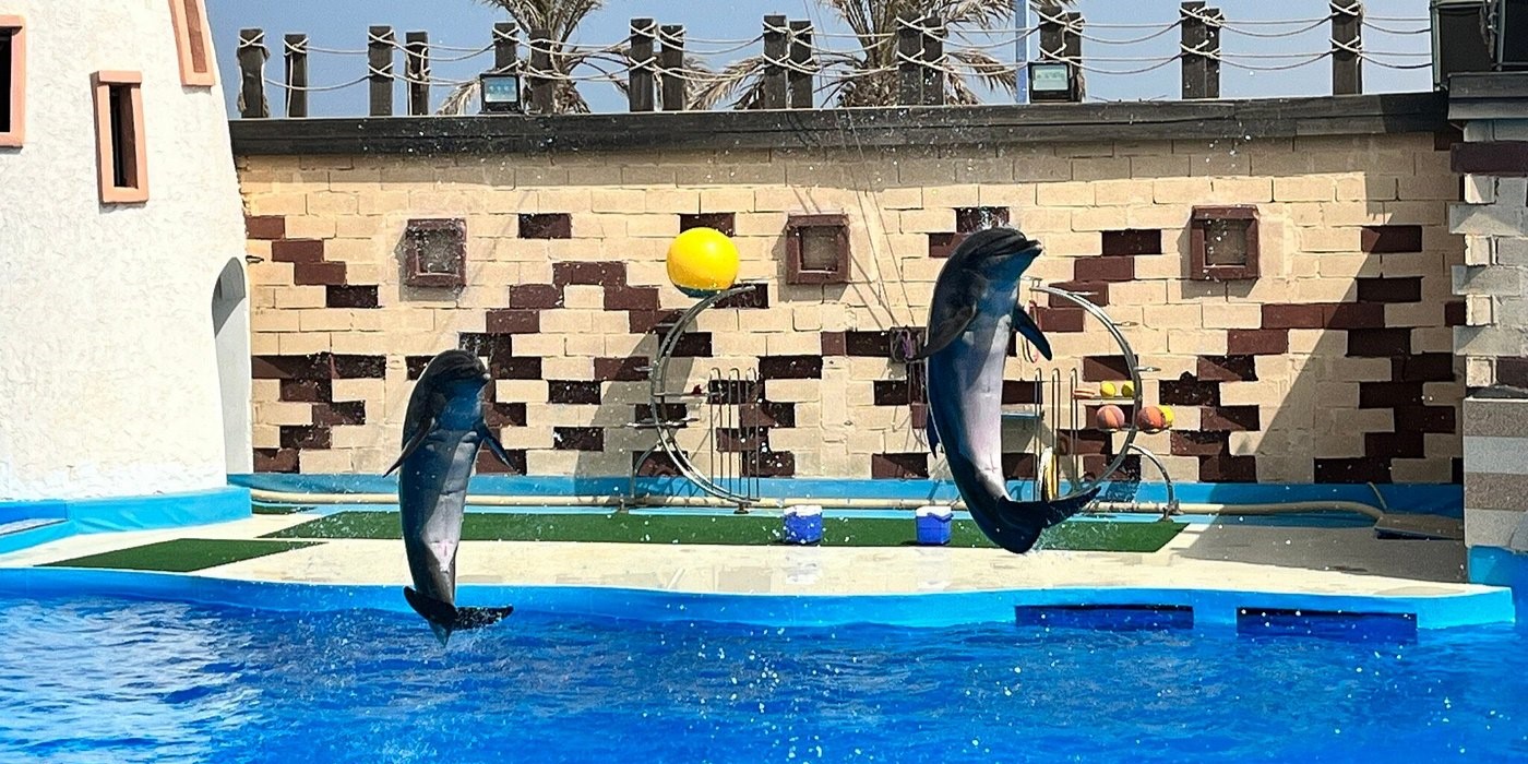 Dolphin Experience – Agadir