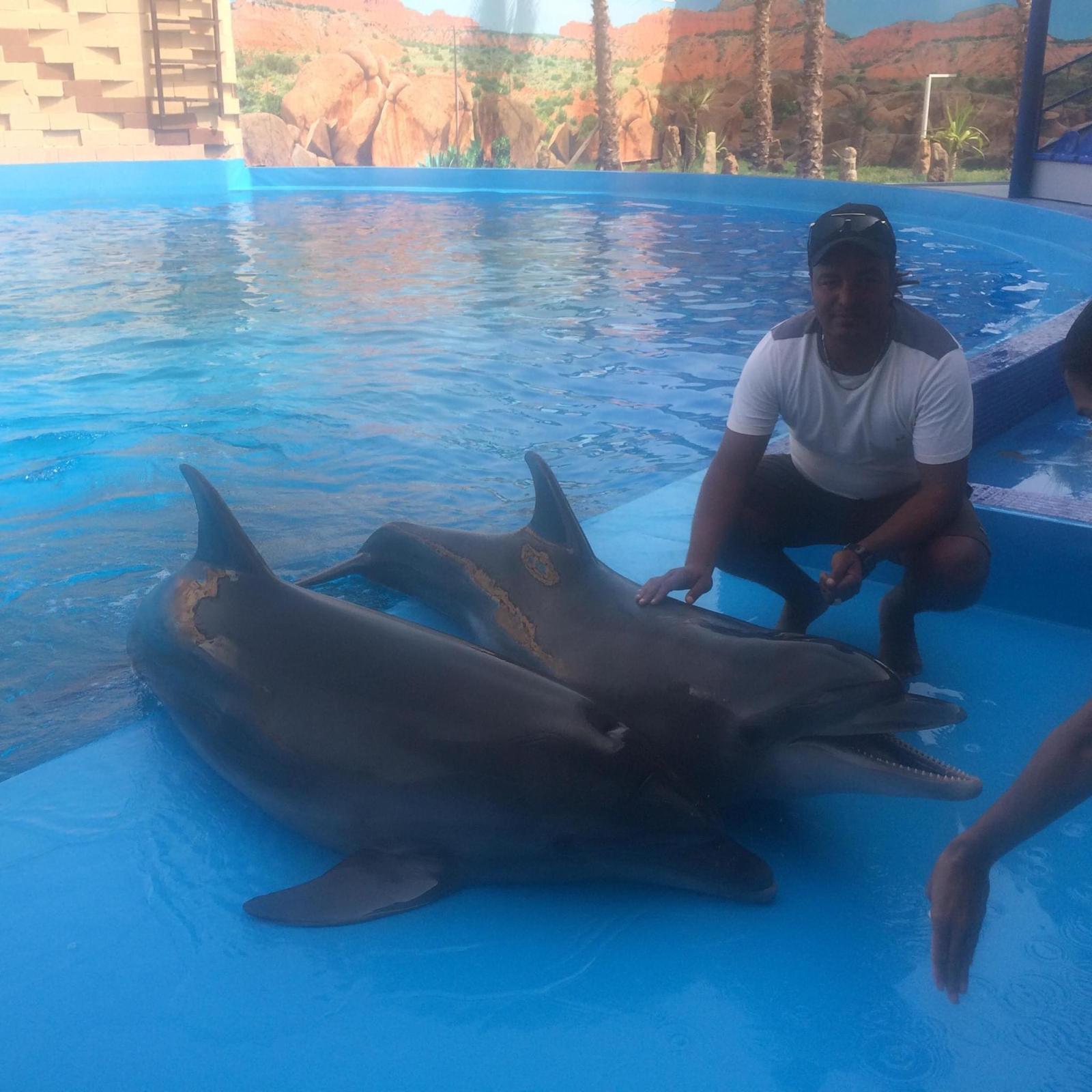 Dolphin Experience – Agadir