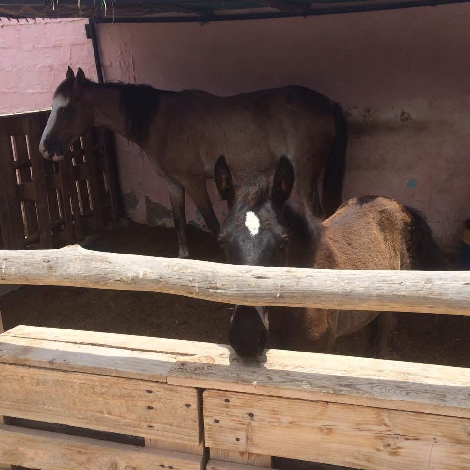 Horse Riding Excursion